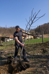 Farmer planting walnut tree