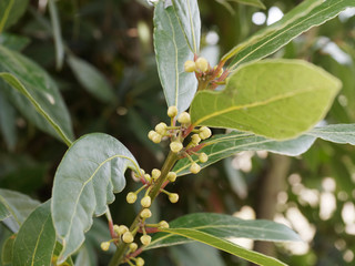 Laurus nobilis - Inflorescences du Laurier - Laurier vrai - laurier-sauce - laurier noble ou...