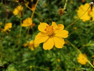 Yellow star flower Bloom in the park in Thailand