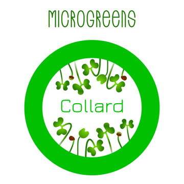 Microgreens Collard. Seed packaging design, round element