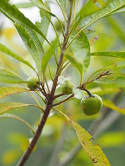 Peach fruit tree Nature background