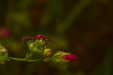 Two insects are breeding near the flower.