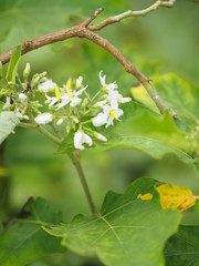 vegetable white flower nature background