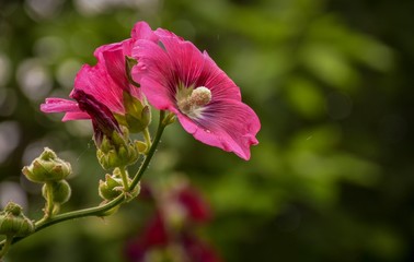 Obraz premium Flowers in beautiful nature