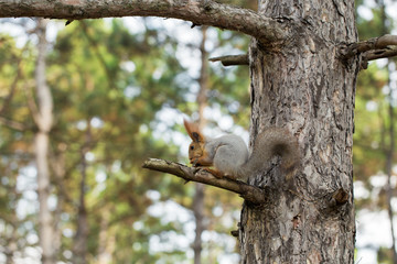 Squirrel on tree branch. Squirrel in nature.