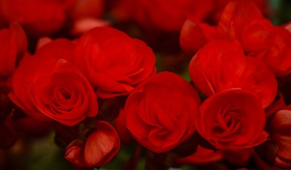 Flowers in beautiful nature