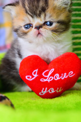 cute persian baby kitten