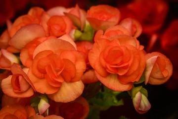 Flowers in beautiful nature