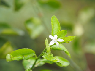 white flower lemon fruit vegetable nature background