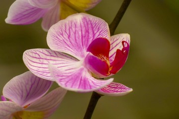 Naklejka na ściany i meble Beautiful orchid flower tree.