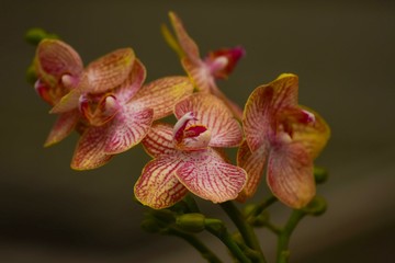 Orange orchid Beautiful with a natural background.