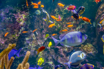 Fototapeta na wymiar colorful reef fishes