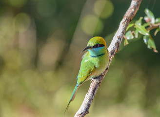 Green bee-eater