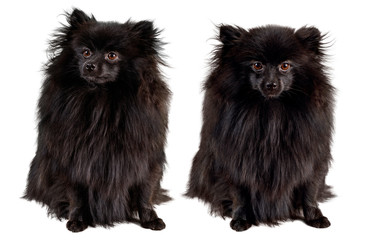 Obraz premium Collage of two black pomeranian spitz sitting.