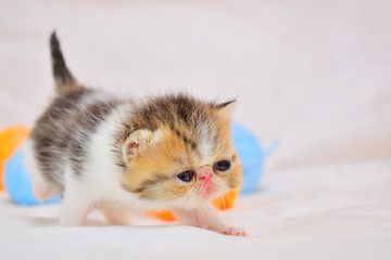 cute persian baby kitten