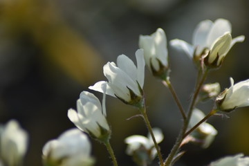 Blüten einer Felsenbirne (Amelanchier)