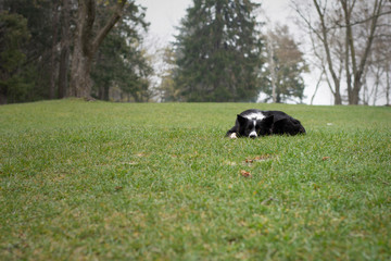 A border collie puppy relaxes in the woods