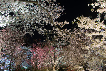 日本の美　夜桜