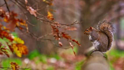 Squirrel