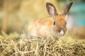 Easter. Adorable little rabbit