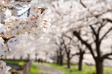 満開の桜並木の花のクローズアップ