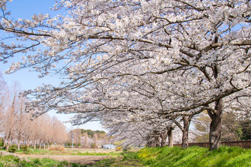 見沼田んぼ桜回廊の満開のソメイヨシノ
