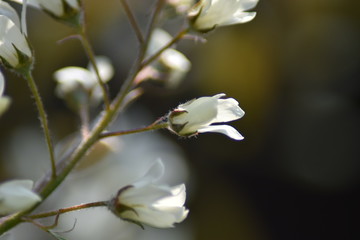 Blüten einer Felsenbirne (Amelanchier)