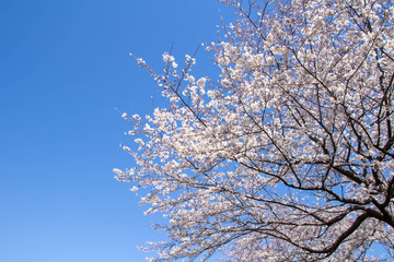 見上げる青空と満開の桜