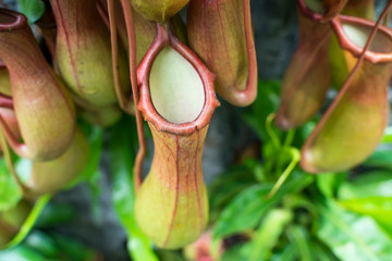 Nepenthes exotic funny thermophilic with water collector