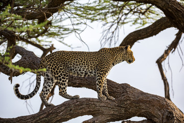 Naklejka premium A leopard is walking up and down the tree on its branches
