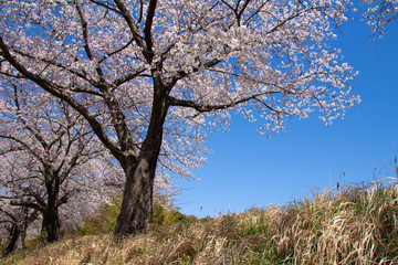 見沼田んぼ桜回廊の満開のソメイヨシノ