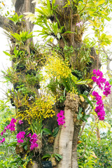 Fototapeta na wymiar tree with flowers orchid air root on surface