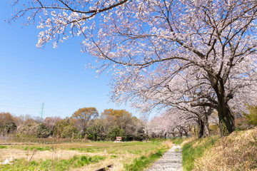 見沼田んぼ桜回廊の満開のソメイヨシノ