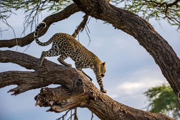 Fototapeta na wymiar A leopard is walking up and down the tree on its branches