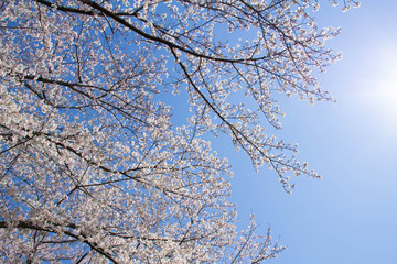 見上げる青空と満開の桜