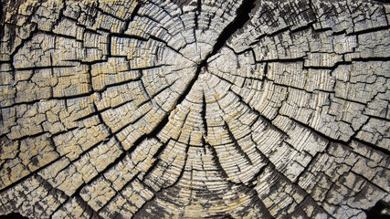 Fototapeta premium the texture of the saw cut old logs