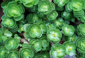  Miniature succulent plants in garden