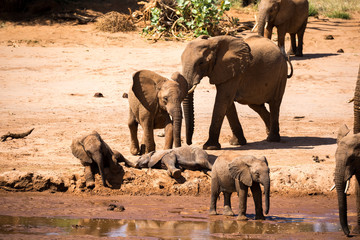 Fototapeta na wymiar A large elephant family is on the bank of a river