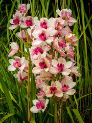 sehr viele weiße Orchideen