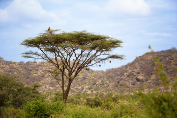 An eagle sits on a huge tree