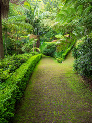 grüner Weg im Botanischen Garten