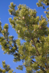 fluffy branches of coniferous plants with cones