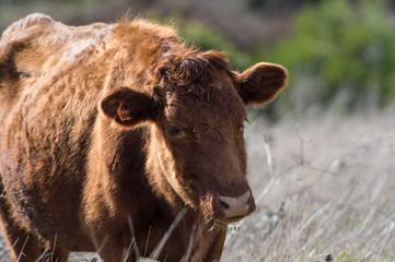 Close up of Red Dexter Cow, considered a rare breed, standing and chewing grass