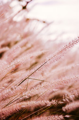 Close up fluffy grass flower, warm tone selective focus