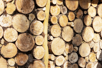 A large stack of pine logs stacked for collection from plantation.