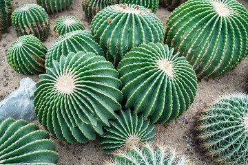 cactus in a botanical garden © xiaoliangge