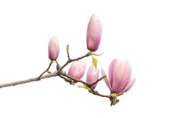 Obraz premium Pink magnolia flowers isolated on white background