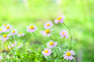 Beautiful Alpine daisies , asters in summer in a flower bed on a green background. Violet-lavender Alpine aster flowering in summer garden