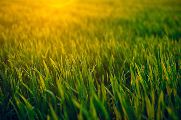 Young sprouts are on the field at sunset. Green grass closeup.