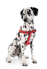 dalmatian in studio